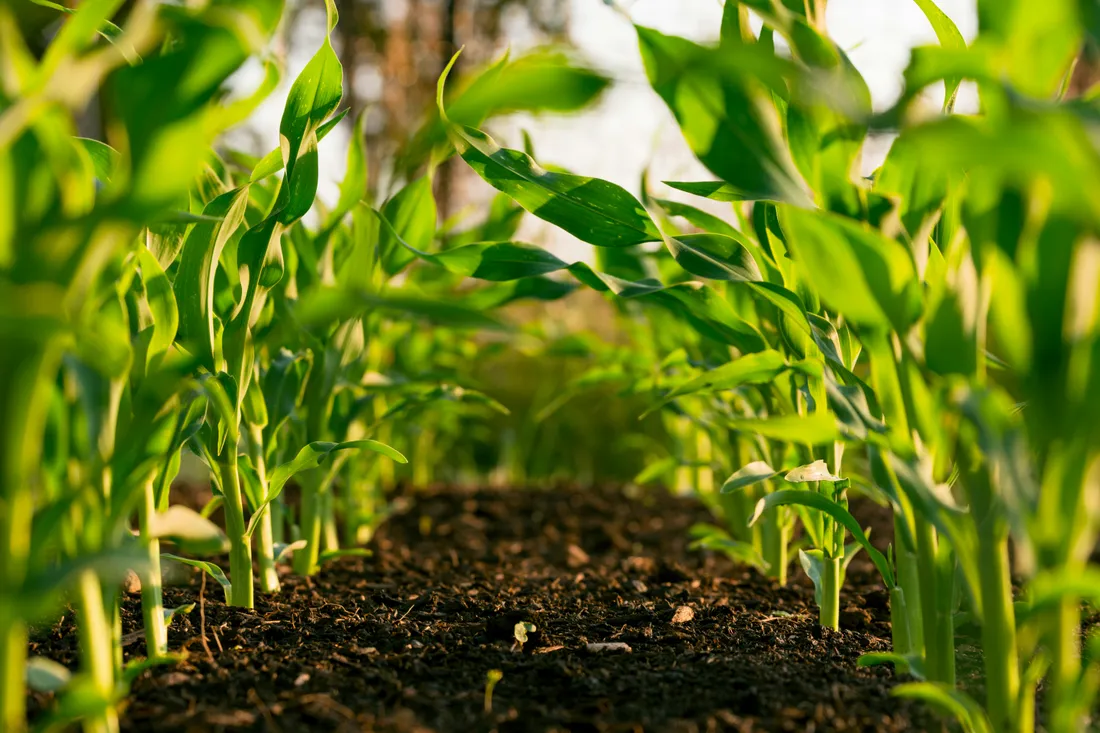 Exploitation agricole et matériel agroalimentaire